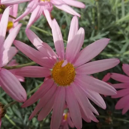 Dağ evi Chalpa Na Skarpie