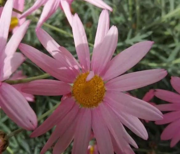 Шале Chalpa Na Skarpie